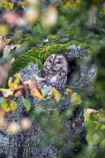 Animals, birds, owls, a tawny owl perched in a tree hollow amongst autumn leaves (Strix aluco),