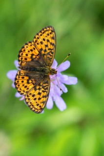 Brenthis Ino, Lesser Marbled Fritillary, Meadowsweet Pearl Butterfly, Purple Silver Butterfly, High