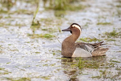 Gadwall (Spatula querquedula), Dümmer, Lembruch, Lower Saxony, Germany