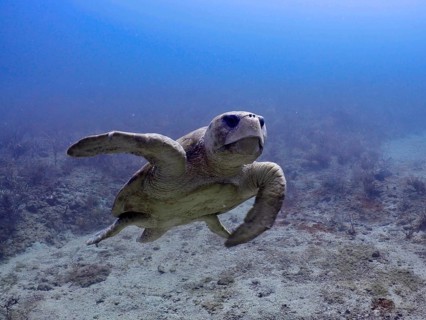A loggerhead sea turtle (Caretta caretta) floats peacefully in the clear ocean waters, surrounded