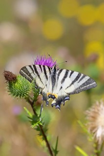 Podalirius butterfly (Iphiclides podalirius), on a flower of a field thistle (Cirsium arvense), in