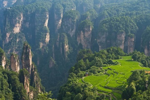Sky garden and quartz sandstone pillars of the Tianzi Mountains in Zhangjiajie National Park,