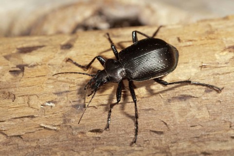 Calosoma inquisitor, small doll predator, climbing beetle, lesser searcher, beetle, coleoptera,