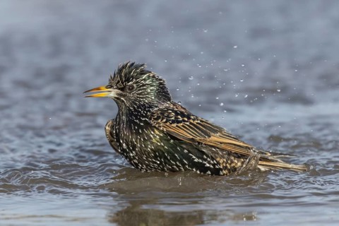 European or Common starling (Sturnus vulgaris) adult bird bathing in water of a shallow puddle,