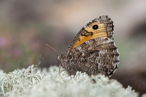 Hipparchia semele, ochre velvet butterfly, rock grayling, rust bandage, butterfly, grayling,