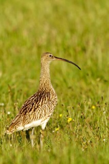 Eurasian curlew – Curlew – (Numenius arquata), Germany