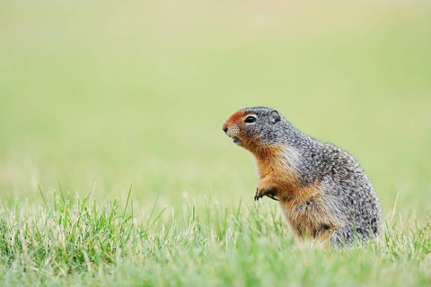 Columbia ground squirrel (Urocitellus columbianus, Spermophilus columbianus), Waterton Lakes
