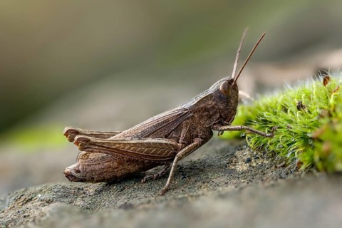 Acrididae, Caelifera, Chorthippus dorsatus, field locusts, gomphocerinae, short-feeler, steppe