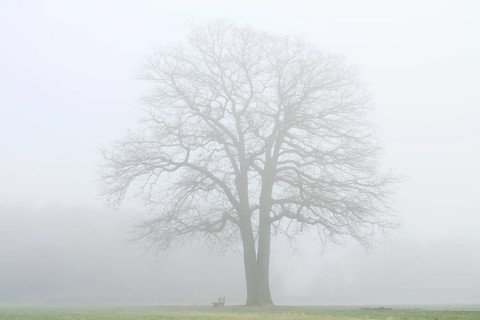 English oak (Quercus robur, Quercus pedunculata) in fog, North Rhine-Westphalia, Germany
