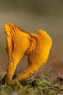 Common chanterelle (Cantharellus cibarius), Aviemore, Scotland, United Kingdom