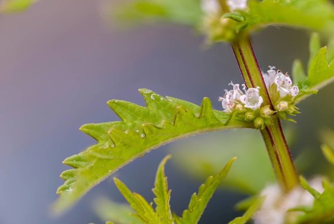 Common wolfstrap, gypsywort, lycopus europaeus, shoreline wolfstrapp, wolfstrapp, flora, plants,