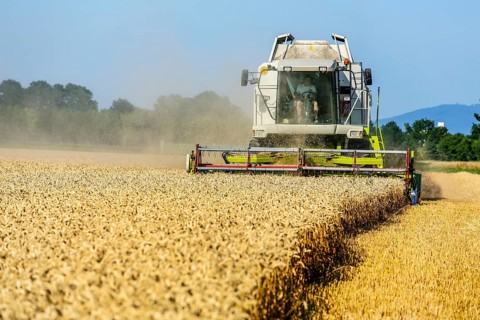 A cornfield with wheat harvesting. A M‰hdrescher at work