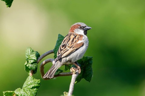 House sparrow (Passer domesticus) male in bright sunshine against a green background in Sussex, UK