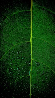 Close-up of a green leaf with distinct structure and lines, Fichtelgebirge nature park Park, Upper