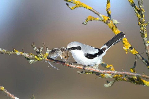 Animals, birds, predators with prey, Federal Republic of Germany