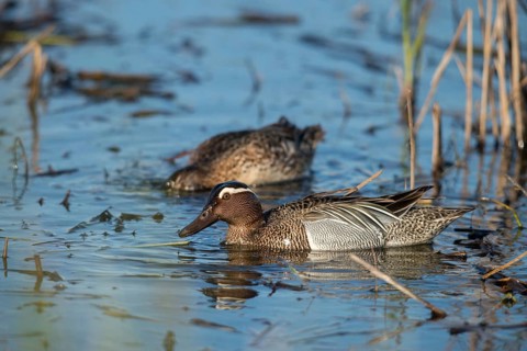 Anas Querquedula, Garganey, Granelli, Italy, crisp duck, Pantano Cuba lagoon, Pantani Cuba and