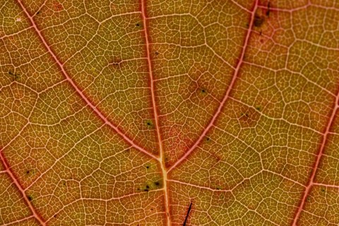 Sycamore (Acer pseudoplatanus) tree close up of an autumn colours leaf, England, United Kingdom