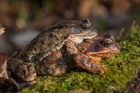 Amplexus, common frog, Rana temporaria, amphibians, amphibians, frog, frog, frogs, spring, clasp
