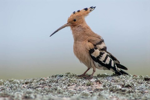 Hoopoe, upupa epops, hoopoe, birds, Extremadura, Spain, upupidae, birds