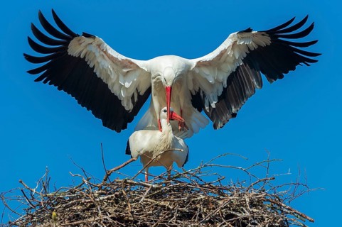White stork (Ciconia ciconia) at its nest, Oldenburg Münsterland, Vechta, Lower Saxony, Germany