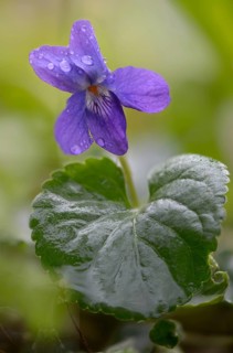 Sweet Violet, Violet, Violet, Viola Odorata, Violaceae, Flora, High Size, Portrait Format, Plants