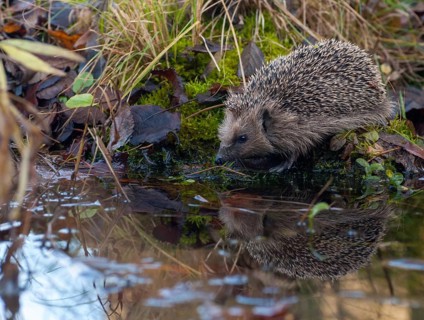 Erinaceus europaeus, hedgehog, insectivora, insectivora, insectivora, mammals, prickly, mammals