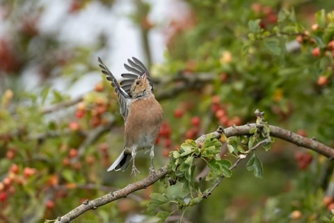 Eurasian chaffinch (Fringilla coelebs) adult male bird in a hawthorn tree in a hedgerow with red