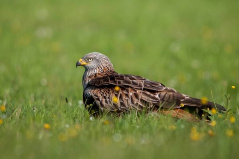 Accipitriformes, Milan, Milvus Milvus, Red Kite, Red Kite, Birds of Prey, Raptor, Raptors, Bird