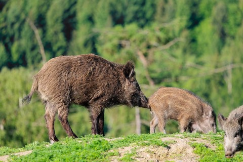 A group of wild boar (Sus scrofa) searches for food on a mound in a green clearing on a sunny