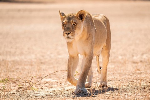Lioness (Panthera leo) walking towards camera, Kgalagadi Transfrontier National Park, Northern