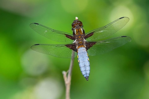 Common Skimmer (Libellula depressa), dragonfly, Wildeshausen, Lower Saxony, Germany