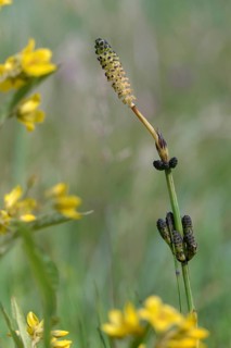 Duwock, Equisetum Palustre, Marsh Horsetail, Flora, High Size, Portrait, Marsh Horsetail, Plants,