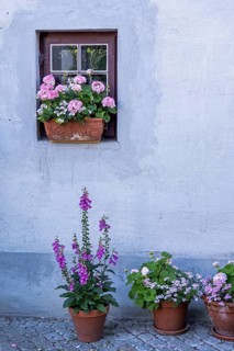 Flower pots, windows, Bad Doberan, Mecklenburg-Western Pomerania, Germany