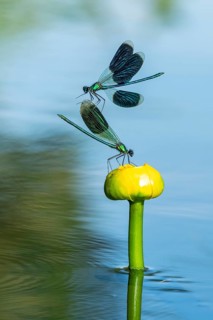 A flying Banded demoiselle (Calopteryx splendens) on a water lily in the River Hunte, Goldenstedt,