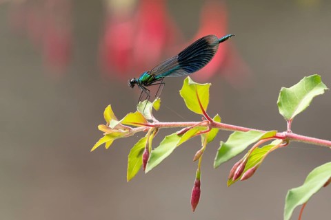 Banded demoiselle damselfly (Calopteryx splendens) adult male insect resting on a Fuchsia plant