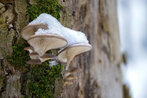 Oyster mushroom, oyster mushroom, pleurotus ostreatus, ice, fungi, fungus, ice, oyster mushroom,