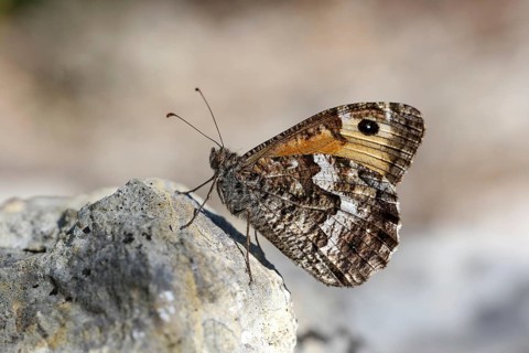 Animals, insects, butterflies, a Ochre-banded Velvet Moth perched on a stone (Hipparchia semele),