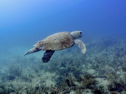 A loggerhead sea turtle (Caretta caretta) swimming freely above a reef, surrounded by calm waters,