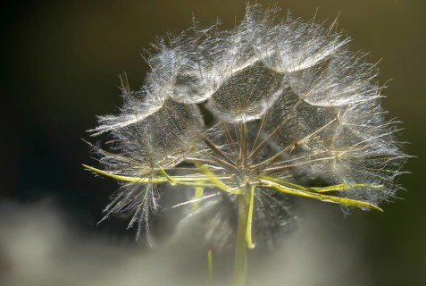 Asteraceae, goat's-beard, daisy, tragopogon pratensis, tragopogon pratensis agg., meadowbeard,