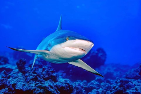 Underwater close-up photograph of a Grey reef shark (Carcharhinus amblyrhynchos) swimming towards