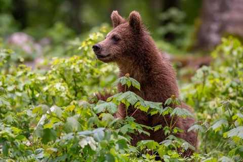 European brown bear (Ursus arctos arctos) in the forest, Notranjska region, Slovenia