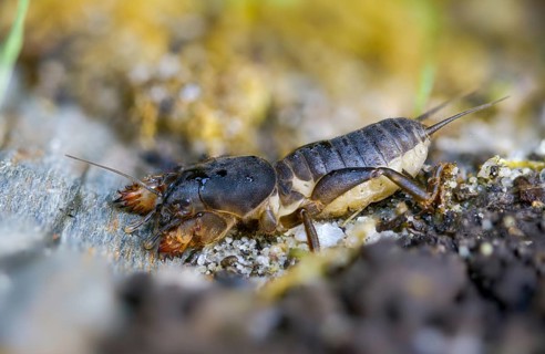 European mole cricket, grasshoppers, gryllotalpa gryllotalpa, half-devil, youth form, mole