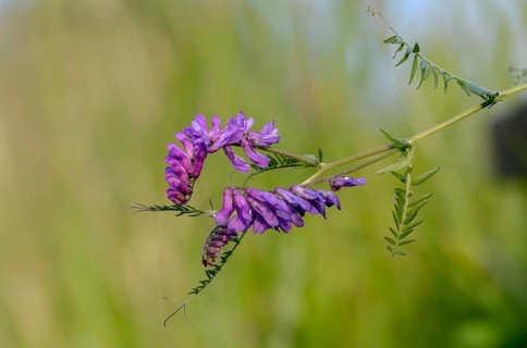 Fabaceae, butterflies, tufted vetch, vicia cracca, bird vetch, flora, plants, plants