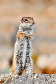 Atlantic ground squirrel or North African bristly squirrel (Atlantoxerus getulus), a female