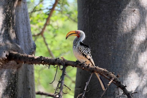 Red-ringed Hornbill (Tockus leucomelas), Southern Yellow-billed Hornbill, adult, on a perch, Kruger