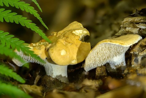 Yellow spiny sponge, hydnum carnosum, hydnum rufescens, orange-red stubble mushroom, red-yellow