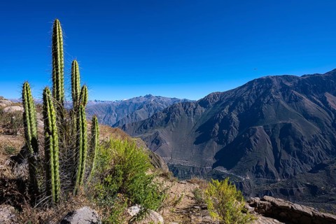 Cacti on the edge of Colca Canyon, Canon, mountainous landscape, Andes, southern Peru, Peru, South