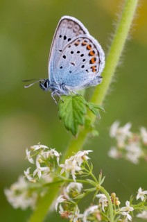 Argus blue, plebeius argus, silver-studded blue, butterfly, high size, portrait format, insects,