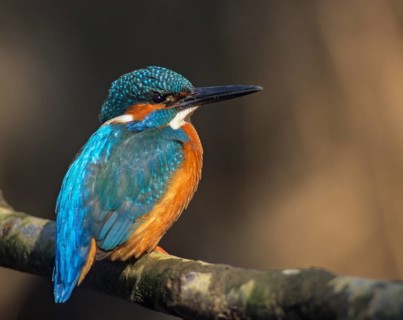 Alcedo Atthis, kingfisher, alcedinidae, birds, kingfishers, leo, river kingfishers, birds