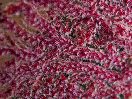 A dense cluster of red and white polyps forming a star-like pattern, the red fan coral (Melithaea